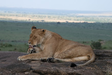 Lioness Licking Paw