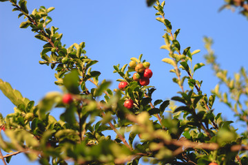 acerola fruit on branch of tree