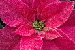 Closeup of a Pink Poinsietta Plant sprinkled with glitter