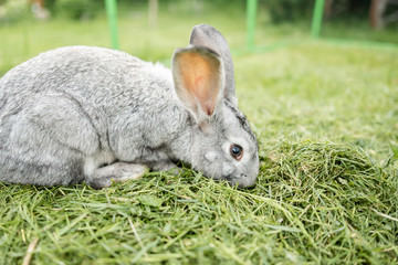 beautiful little rabbit outdoors in green grass on summer sunny day