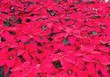 Display of Dark Pink Poinsettias at a Greenhouse