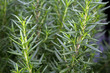 Closeup of Sprigs of Rosemary in an herb garden
