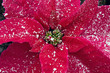 Closeup of a Pink Poinsettia Plant flocked with snow