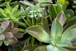 Closeup of a Planter full of small Succulent Plants