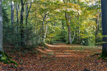 Wall Mural - Autumn, fall forest. Path of red leaves towards light. Mysterious, hope.