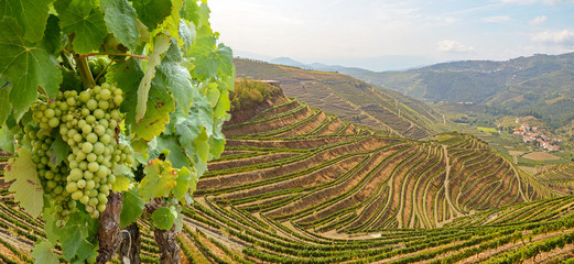 Wall Mural - Vineyards with red wine grapes for Port wine production in winery near Douro valley and Duero river, Peso da Regua, Porto Portugal