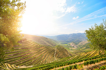 Vineyards with red wine grapes for Port wine production in winery near Douro valley and Duero river, Peso da Regua, Porto Portugal