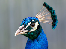 Peacock Portrait Up Close Of Male