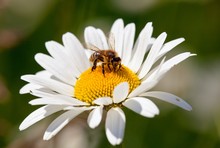 Bee Or Honeybee On White Flower Of Common  Daisy