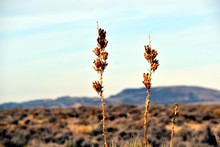 Yucca Plant Dried Desert Flowers 