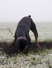 Doberman Dog Digs Hard Soil In Search Of A Rodent Or Ground Squirrel In The Morning Fog