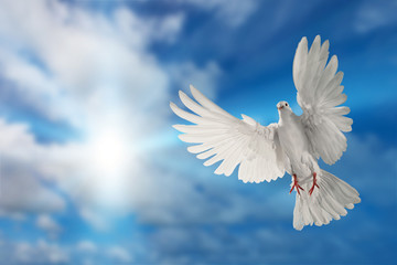 Photo Sur Toile - white dove flying on sky in beautiful light for freedom concept