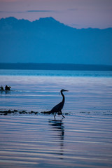 Canvas Print - great blue heron on the beach