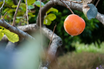 Canvas Print - persimmons on the tree