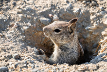 Close Up Of California Ground Squirrel (Otospermophilus Beecheyi) Head Peeking Out From A Burrow; Merced National Wildlife Refuge, Central California