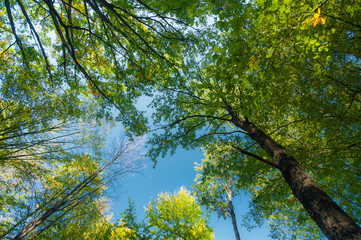 Wall Mural - Multicolored autumn foliage in the forest, on a sunny day