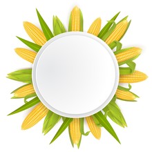 Sweet Corn Frame Template, Vector Realistic Illustration