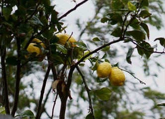 lemons still on lemon tree
