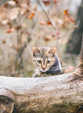 Explorer Cat In Bandana Walking In Autumn Forest.