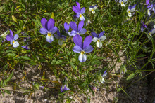 Dune Pansey (Viola Tricolor Subsp. Curtisii)