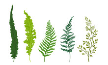 Ferns Set. Botanical Detailed Vector Illustrated Collection