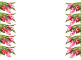 Fototapeta Tulipany - Pink tulips on the edges of the frame.