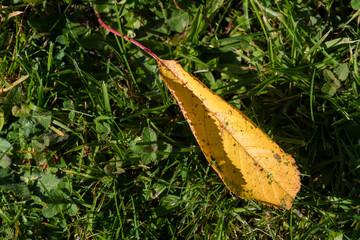 Wall Mural - Colored leaf of cherry lying on the ground.