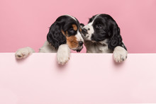 Two Cuddling Cocker Spaniel Puppies Hanging Over The Border Of A Pastel Pink Board On A Pink Background With Space For Copy