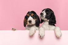 Two Cute Cocker Spaniel Puppies Hanging Over The Border Of A Pastel Pink Board With Its Paws On A Pink Background With Space For Copy