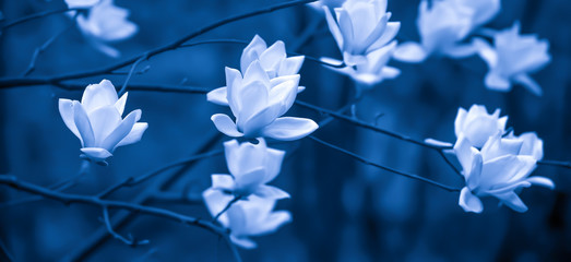 Wall Mural - Elegant white magnolia flowers are in bloom.