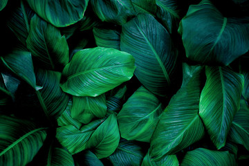  liście Spathiphyllum cannifolium, streszczenie tekstura zielony, tło natura, liść tropikalny