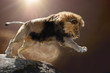 Berberlöwe, Atlaslöwe oder Nubische Löwe (Panthera leo) springt vomFelso