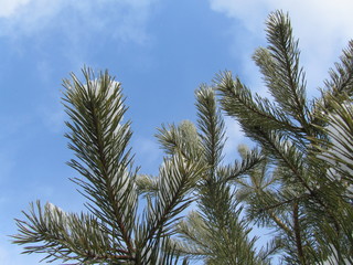 Wall Mural - Pine branches against the blue sky. The first snow in the coniferous forest. Snow on a pine branch. Coniferous branches.