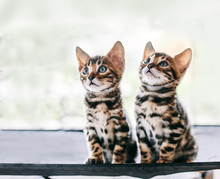 Two Young Bengal Cats Portrait. Cute Kittens