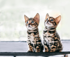 Wall Mural - Two young Bengal cats portrait. Cute kittens