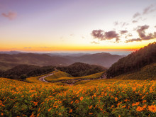 Beautiful Wide Angle Of Buatong / Mexican Sunflower Field From A Scenic Area.  This Viewpoint Is The Famous Tourist Attraction In Khun Yuam District, Mae Hong Son, Thailand (Selective Focus).