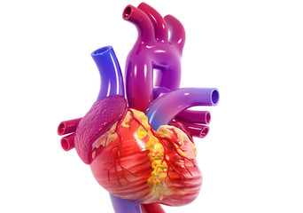 Wall Mural - Human heart anatomy. 3d render.