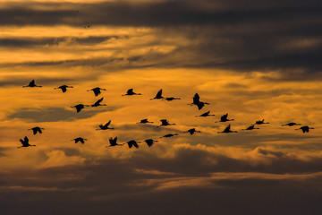 Wall Mural - The Common Crane, Grus grus is flying in the typical environment near the Lake Hornborga, Sweden, there are sunset gold clouds in the background