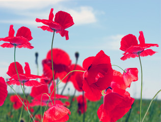 Wall Mural - poppy red