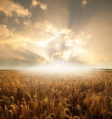 Canvas Print - Wheat field