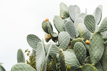 Green Prickly Pear Cactus With Spikes In Italy