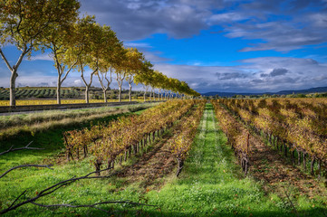 Wall Mural - Autumn vineyards in the Languedoc region of the south of France