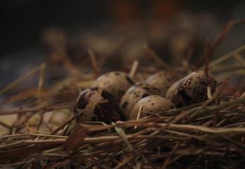 bird nest with eggs