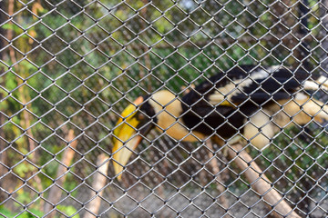 Wall Mural - Chai nat Thailand December 26 2019 see birds at Chai NAT Bird Park is a place of chainat province. Bird cage is the biggest in Asia, covering an area of 26 hectares and contains various species birds.