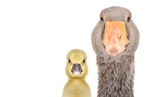 Portrait Of A Goose And Gosling, Closeup, Isolated On White Background