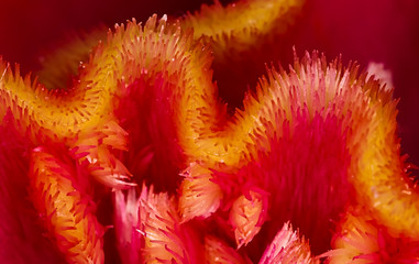 A Celosia cockscomb macro closeup in red and gold