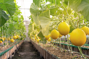 fresh organic yellow cantaloupe melon or golden melon ready to harvesting in the greenhouse at the melon farm. agriculture and fruit farm concept