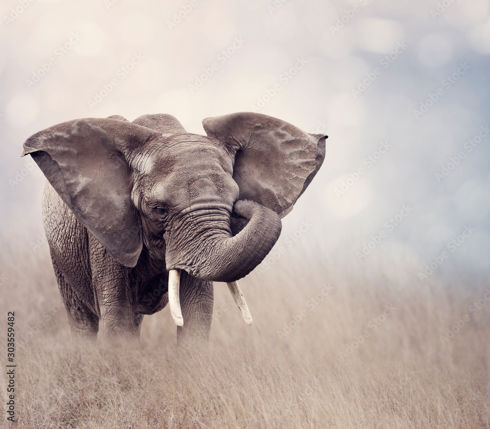 African Elephant in the grassland - obrazy, fototapety, plakaty 