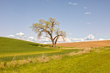 Lone Tree In Field In The Palouse, A Vast Farming Region In Eastern Washington