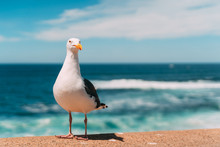 Seagull On The Beach
